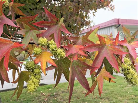 American Sweet Gum Tree: An Attractive Plant With Spiky Fruits - Owlcation