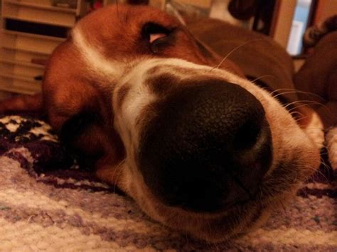 Sleeping Basset Bassett Hound, Elephants, Puppy Love, Bunnies, Bliss ...