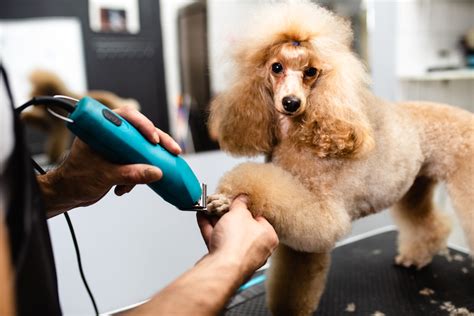 Pet Grooming in Denver, CO | Pampered Paws Pet Spa and Boutique