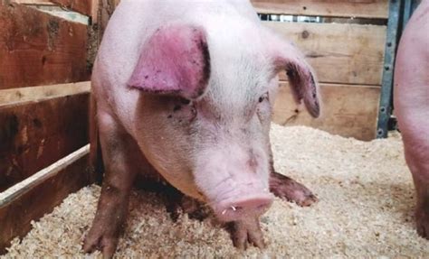 Do Pigs Eat Meat? - Sand Creek Farm | Pigs eating, Raising pigs, Pig