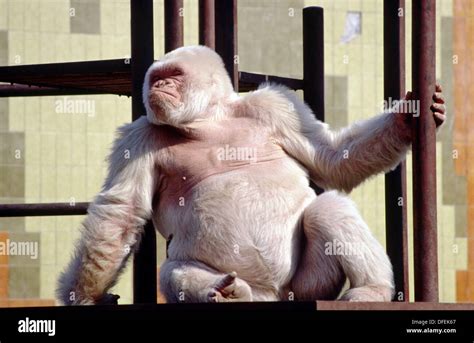 ´Copito de nieve´ (Snowflake), the only albine gorilla in the world. Barcelona Zoo. Spain Stock ...