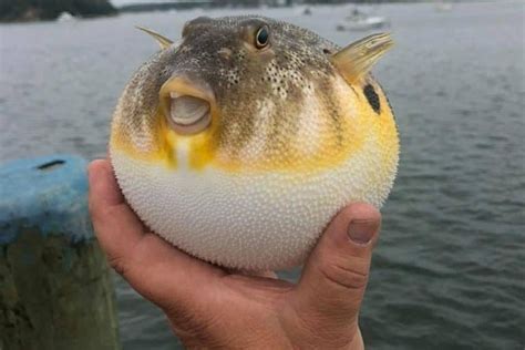 12 Interesting Pufferfish Facts - Fact Animal