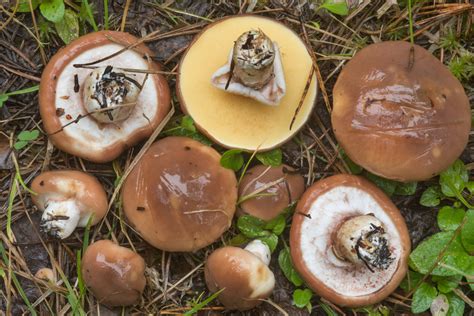 Suillus luteus: All About The Slippery Jack Mushroom