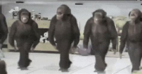 Dancing Monkeys GIF - Dancing Monkeys Chimpanzee - Discover & Share GIFs