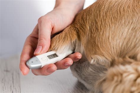 Is there a way to take a dog’s temperature without putting the thermometer in their bottom ...