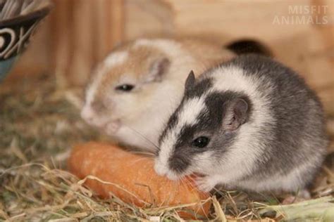 Fat-Tailed Gerbil: Habitat, Appearance, Facts And Care Guide