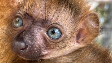 Jacksonville Zoo welcomes second birth of blue-eyed black lemur