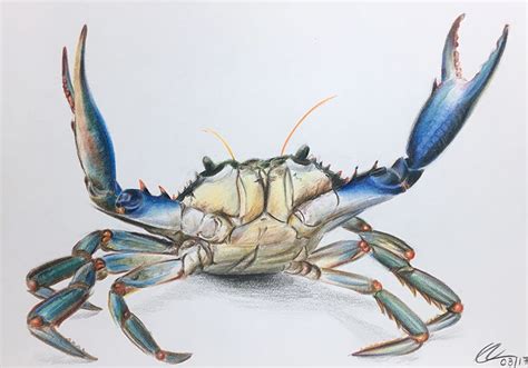 The Atlantic blue crab - pencil colours - prismacolor | Pen and ...