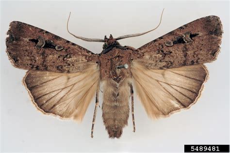 bogong moth (Agrotis infusa)