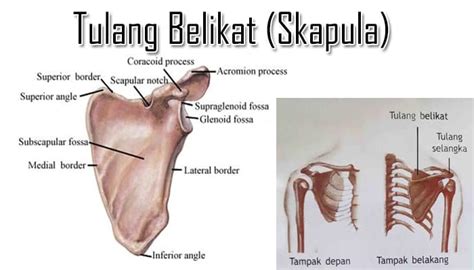 Fungsi Tulang Belikat - Pengertian, Bagian, Letak, Struktur, Anatomi