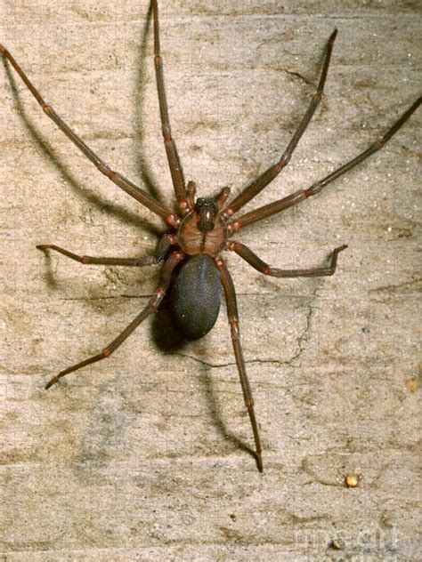 Brown Recluse Spider Facts, Bite, Pictures Habitat | atelier-yuwa.ciao.jp