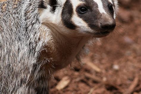 Badger | California Living Museum