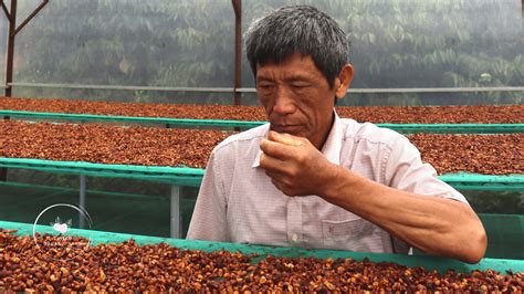 coffee farmers - FINECO Coffee - Cà phê chất lượng cao