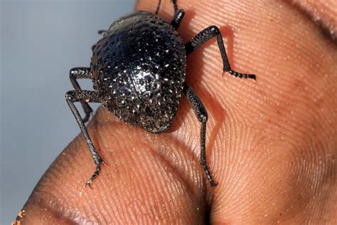 Tok-Tokkies or Darkling Beetles from Namibia - What's That Bug?