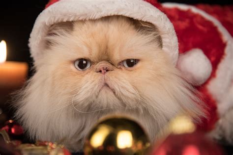 A Cat with Santa Hat · Free Stock Photo