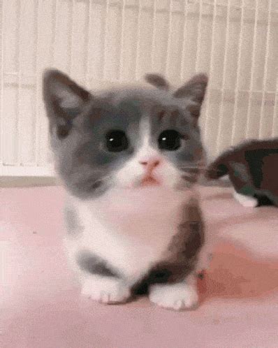 Cat Cute Gif - GIFcen