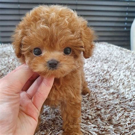 Potty Trained Male and female Toy Poodle Puppies for sale