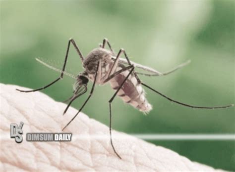 Murray Valley encephalitis virus widely detected in Aussie state ...