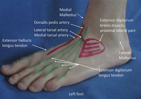 Dorsum Of Foot Anatomy - Anatomy Reading Source