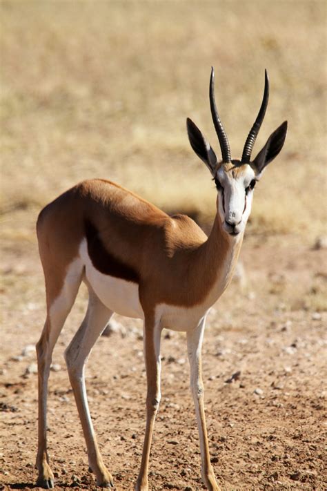 Springbok | South african animals, Animals wild, African animals