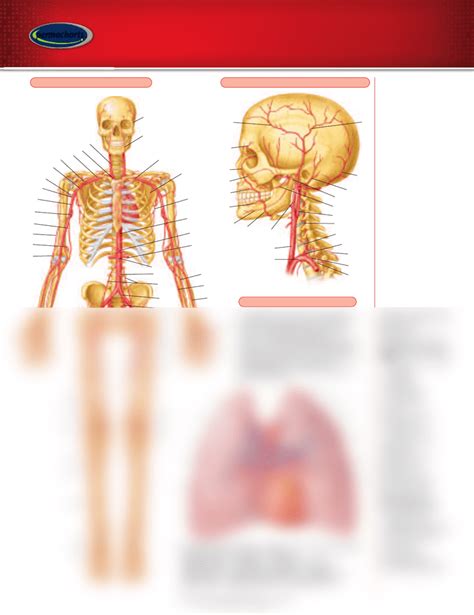 Permachart - Marketing Reference Guide - Superficial Palmar Arch, Costocervical Trunk ...