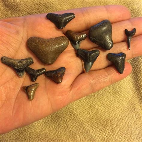 Shark teeth fossils from manasota key, fl (my collection) | Shark tooth fossil, Fossils, Shark teeth