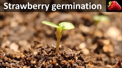 Strawberry germination time-lapse - YouTube