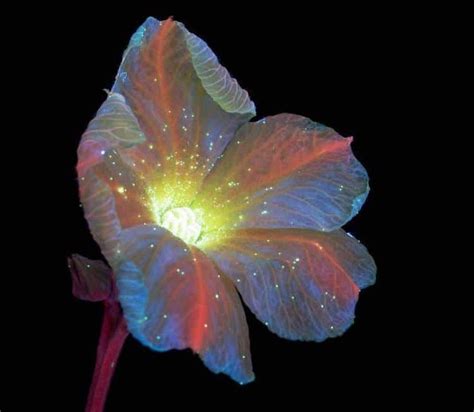 Ultraviolet Photography Reveals the Unexpected Fluorescence of Flowers ...