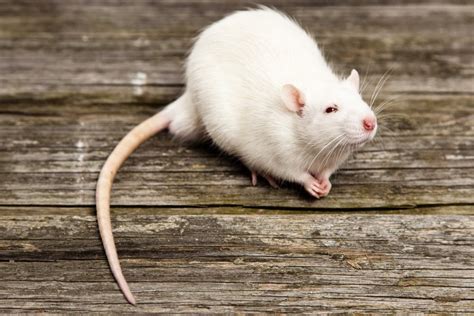 Why Are Rats The Most Preferred Animals For Experiments? » ScienceABC