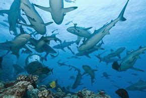 What causes a shark feeding frenzy? | HowStuffWorks