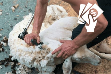 How Much Does Sheep Shearing Cost?