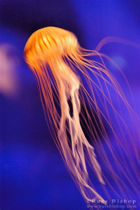 Sea nettle (Chrysaora fuscescens) at the Monterey Bay Aquarium, California USA | Jellyfish art ...