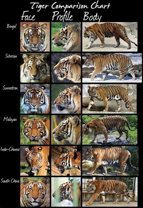 Different kinds of Tigers | stuff that interests me | Pinterest | Kind ...