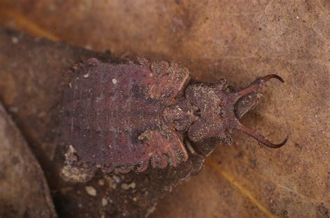 Life-history of an Owlfly - The Australian Museum