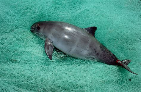 Fishing Rule Aims To Do For All Marine Mammals What It Did For The Dolphin | 90.3 KAZU