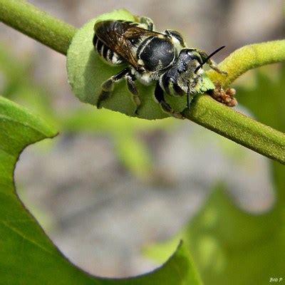 Harvesting and Incubating Leafcutter Bees Keeping Backyard Bees