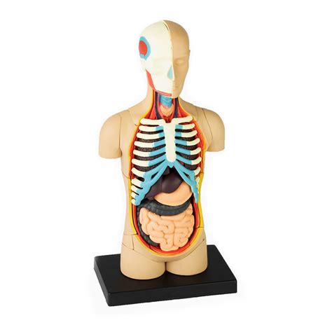 4D Human Body Torso Anatomy Model | Fame Master