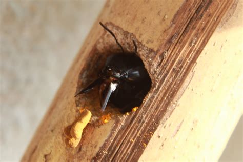 What is a Wood Destroying Insects (WDI) report? - Accurate Pest Control NY