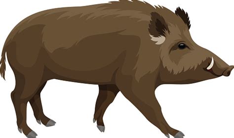 Vector Wild Hog Boar Mascot Stock Illustration - Download Image Now - Wild Boar, Illustration ...