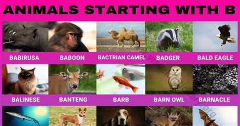 Animals that Start with B - Visual Dictionary