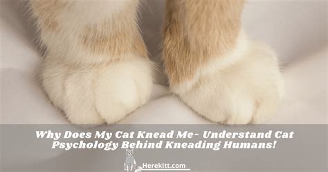 Why Does My Cat Knead Me- Understand Cat Psychology Behind Kneading Humans! - HereKitt.com