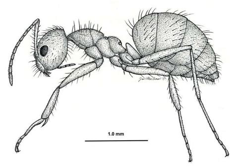 16+ Ant Head Drawing | Drawings, Ants, Animal Art