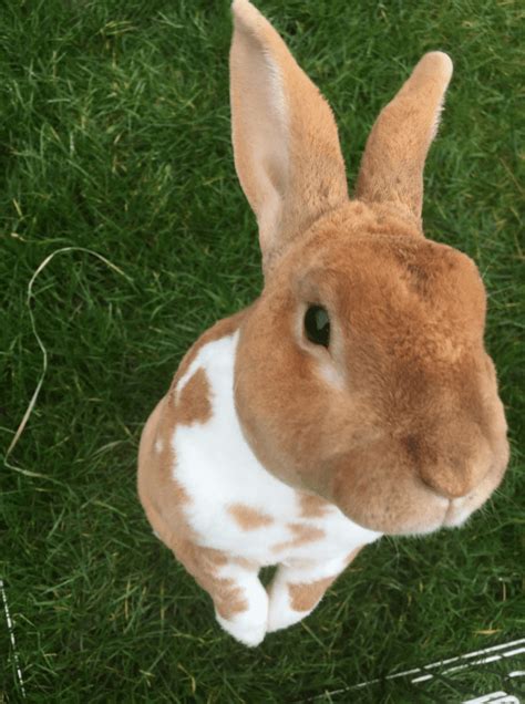 A Complete Guide To The Best Rabbit Breeds Rabbit Breeds