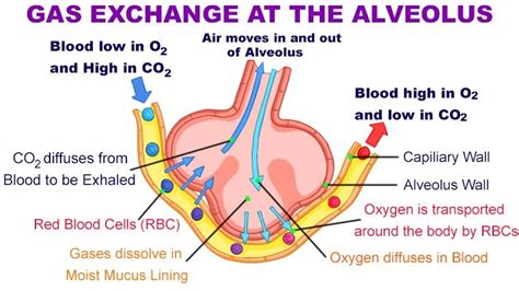 Exchange of gases between alveoli and blood in pulmonary capillaries is known as a. External ...