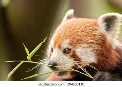 Red Panda Eating Bamboo Shoots Stock Photo (Edit Now) 194583110