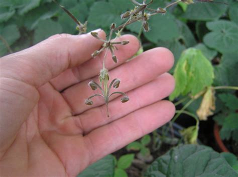 Harvesting Of Geraniums Seeds