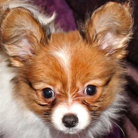 Papillon Puppy for Sale - Heavenly Puppies