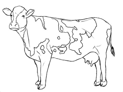 Cattle Coloring Pages - ColoringBay