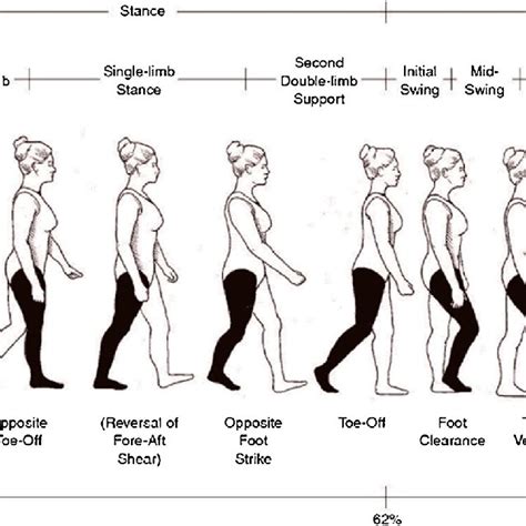 Human gait cycle showing stance and swing phase [58]. | Download ...