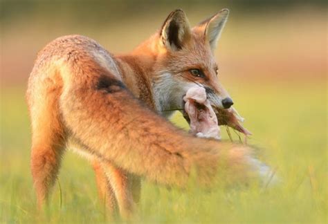 What Do Foxes Eat? | Information and Guide - EXOtella